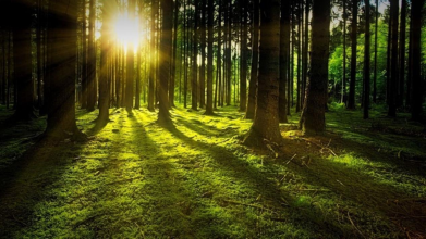 На Волині у громади відсудили лісові землі вартістю майже 119 мільйонів гривень