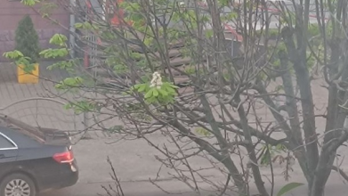 Осінь відміняється: у Луцьку через аномальне тепло розквітнув каштан. Фото