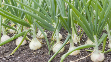 вирощування цибулі