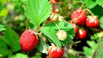 Полуниця буде великою і солодкою: найкращі весняні підживлення