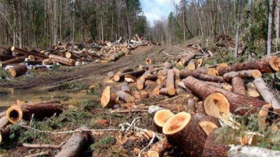 Волинян закликають повідомляти про незаконні порубки лісу