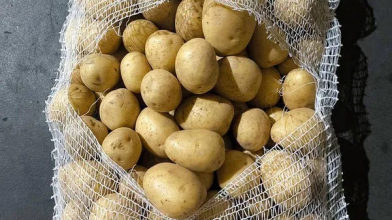 Скільки коштує насіннєва картопля на Волині?