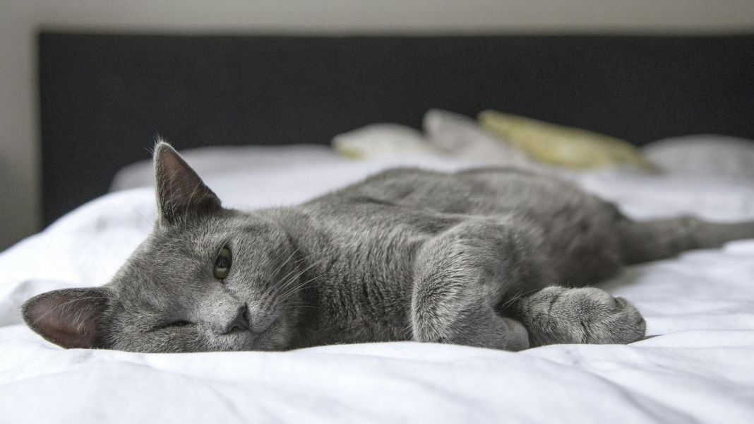 Чому кішка будить вас о п’ятій ранку і як відучити її від цього раз і назавжди