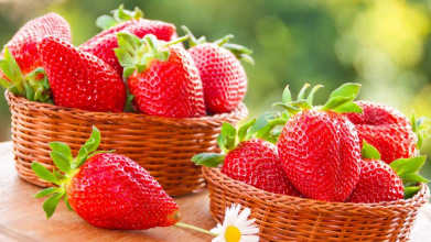 вирощування полуниці