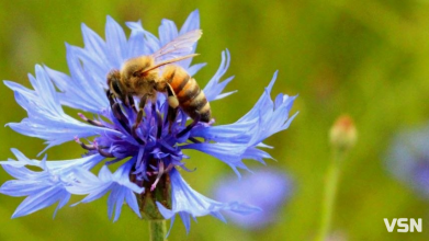 «Бджоли вмирають першими»: як стан пасік на Волині сигналізує про небезпеку для людей