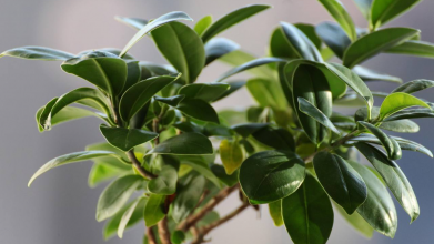 Взимку не вʼяне взагалі: чудо-розчин для здоров'я фікуса у холодну пору