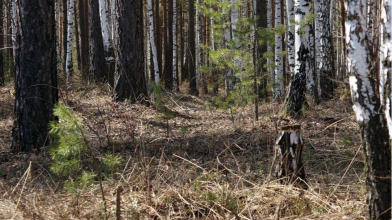У лісі на Волині діти знайшли тіло чоловіка