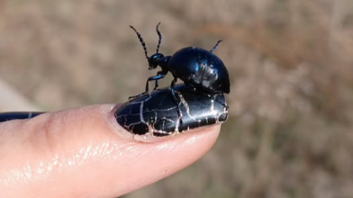 Жук Майка осіння