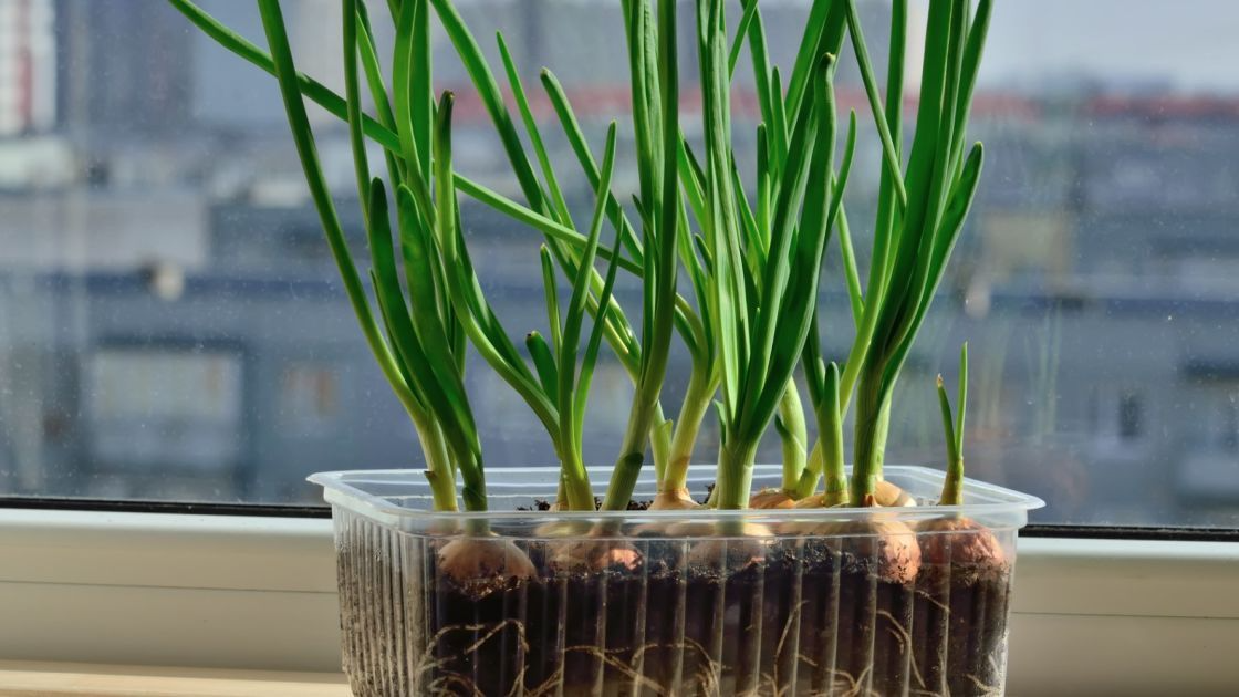 Як виростити зелену цибулю вдома: прості поради для свіжої зелені цілий рік