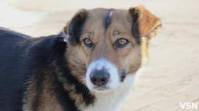 Люди бояться виходити на вулицю: у Маневичах скаржаться на агресивних собак