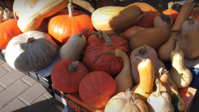 Які ціни на горіхи і гарбузи на ринку у Луцьку