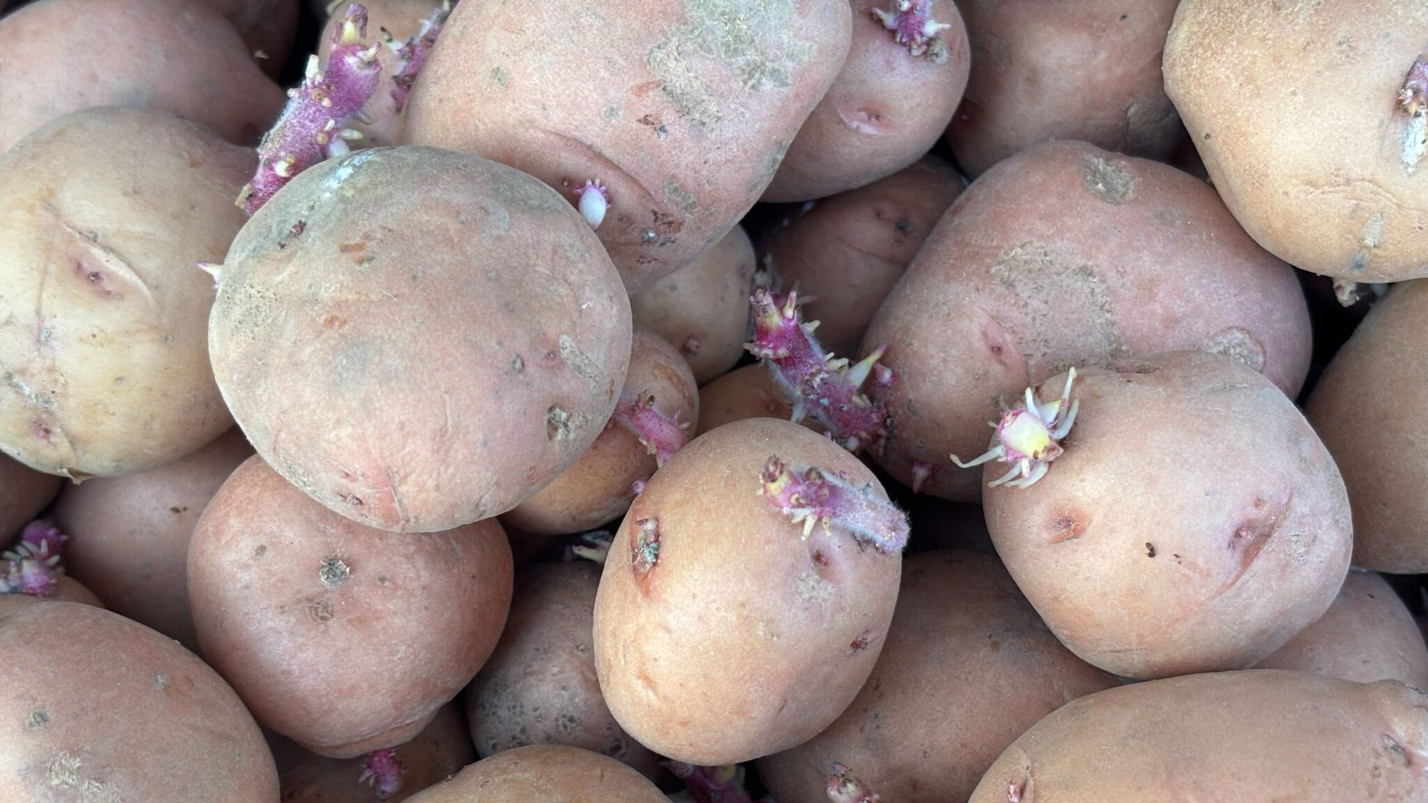 Як підготувати картоплю до посадки: простий крок для щедрого врожаю