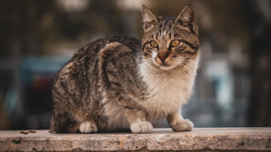Тепла неділя з невеликою хмарністю: якою буде погода на Волині 15 березня