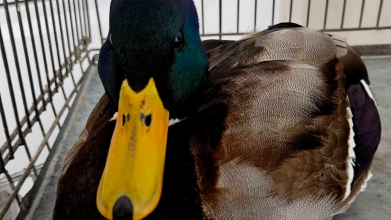 Не мав сил летіти: на Волині врятували дикого крижня