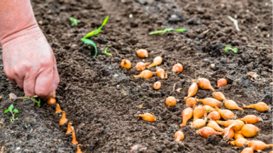 Найкращі дні для посадки цибулі у квітні 2026: не відкладайте — час садити вже