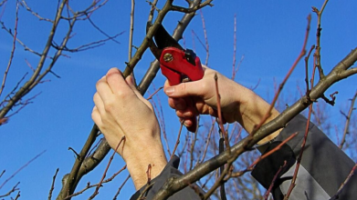 Чи можна обрізати дерева у лютому