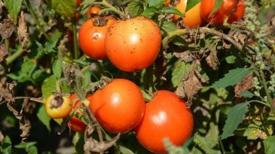 Фітофтора атакує: 5 простих способів урятувати помідори від грибка