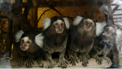 Тепла вода черепахам, мавпам - ковдри: у Луцький зоопарк привезуть генератори