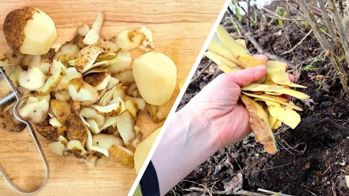 Як із відра картопляних шкірок і склянки оцту зробити річний запас добрива без копійки