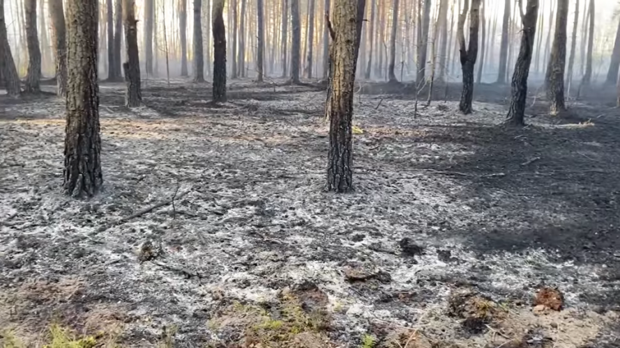 У Шацькій громаді внаслідок пожежі вигоріло 20 га лісу