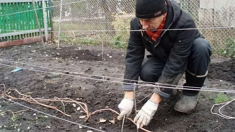 Що зробити з виноградом до грудня: повний перелік робіт перед морозами