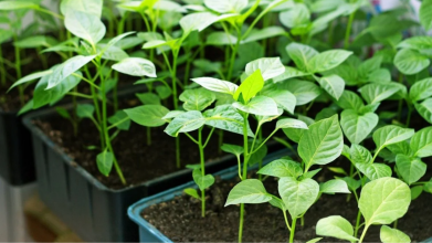 Урожай помідорів і перцю буде щедрим: як приготувати ефективне добриво вдома