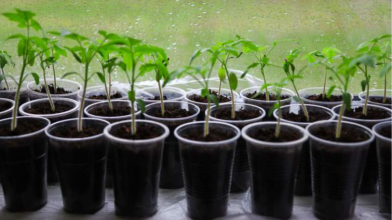 В які дні 2026 року заборонено сіяти насіння на розсаду: не отримаєте сходи