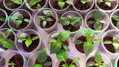 Коли сіяти перець на розсаду у лютому і березні 2026: найкращі дні за місячним календарем