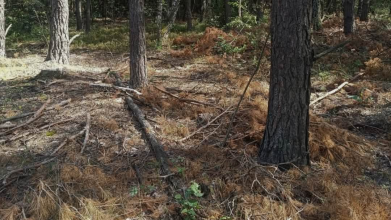 У лісництві на Волині незаконно зрубали дерев на понад 1,8 мільйона гривень