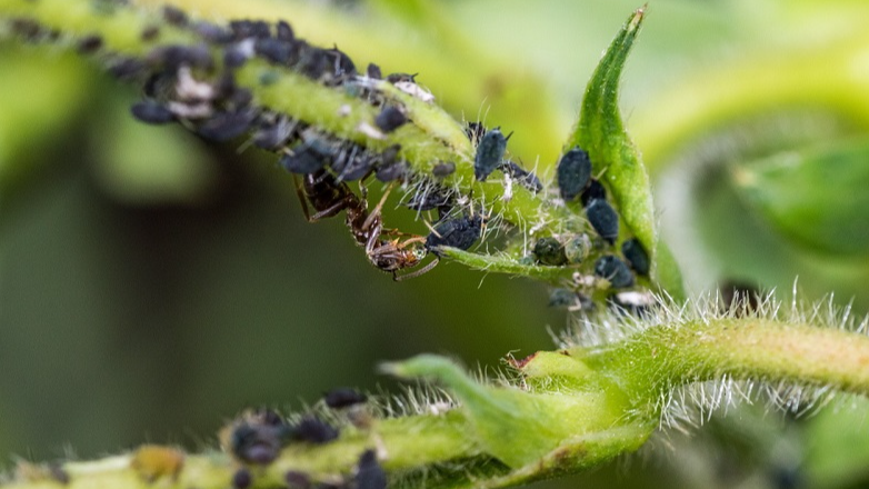 Де зимує попелиця і як запобігти її нашестю в новому році