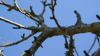 чи можна збирати дрова біля дороги