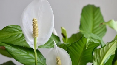 Як змусити спатифілум цвісти: просте підживлення для «жіночого щастя»