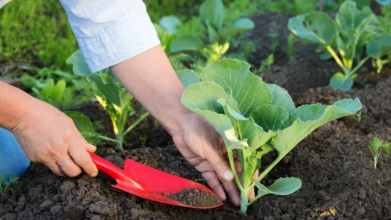 Коли можна садити капусту у відкритий ґрунт?