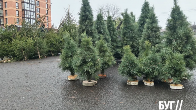 Новорічні дерева від 150 грн: у центрі Володимира запрацювали ялинкові точки