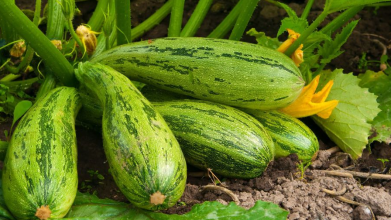 Рясно родять і не гниють: які сорти кабачків найкраще підходять для консервації