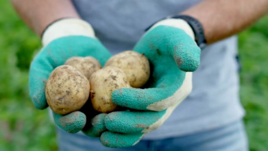 нові сорти картоплі у 2025 році