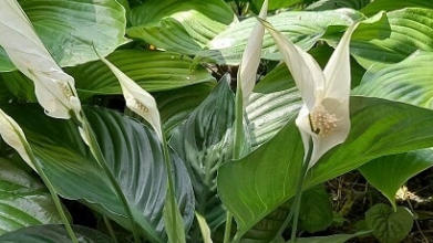 Чим підгодувати спатифілум для пишного цвітіння