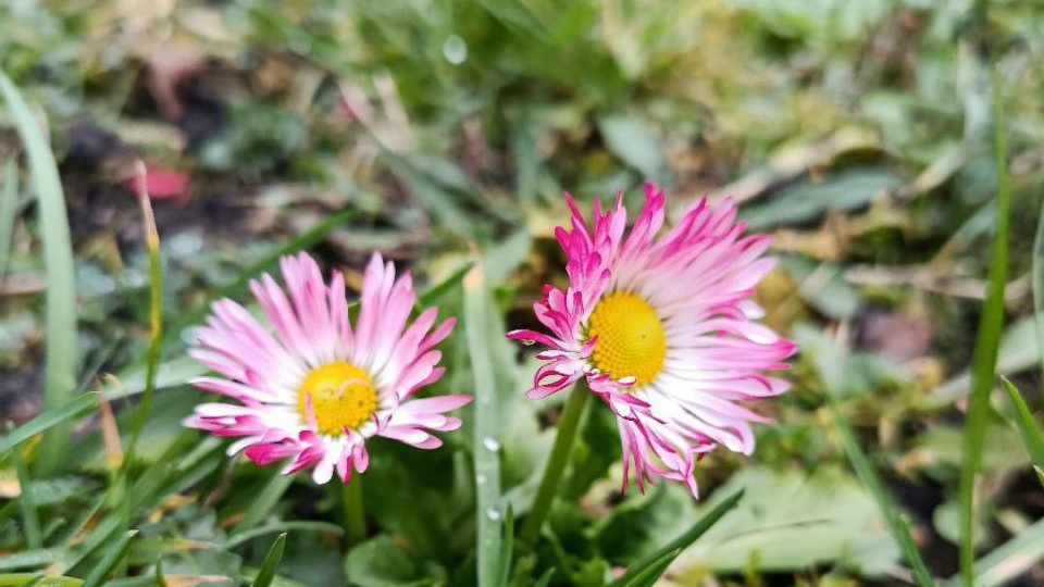 У волинянки на квітнику взимку зацвіли маргаритки