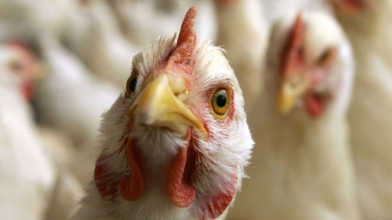 Птахоферма в Луцькому районі знову в планах: інвестор повторно подав документи