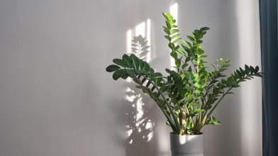 Не росте заміокулькас? Як підживити «доларове дерево»