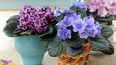 Фіалка зацвіте ще пишніше: просте підживлення, яке використовували ще наші бабусі