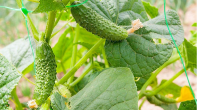 Як отримати відмінний урожай огірків: 11 секретів