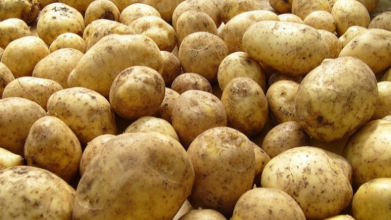 Ці сорти картоплі в Україні дають рекордний урожай: городники радять садити саме їх