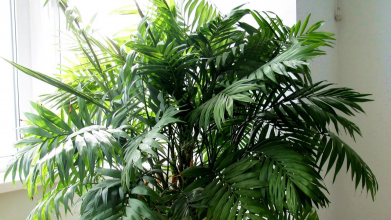 бамбукова пальма