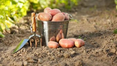 Яку картоплю садити у травні 2026 року: сорти, що дадуть великий урожай навіть після холодної весни