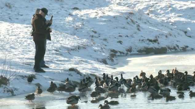 Сотня «моржів» щодня: як лучани купаються взимку в крижаному Стирі