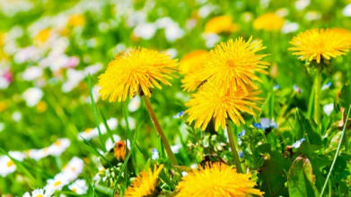 як вивести кульбаби з ділянки