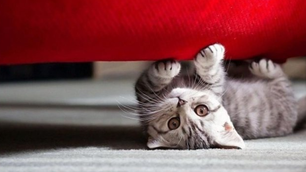 Як захистити диван від кота: простий лайфхак, який справді працює