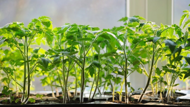 Коли сіяти помідори у лютому