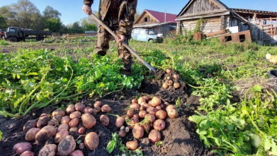 Один простий прийом на грядці у червні — і фітофтора не загрожує картоплі